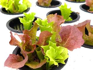 AQUAGREEN.FARM