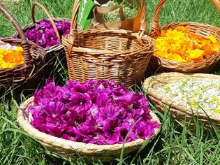 Zelenina a bylinky ze Zahrad Myšlín